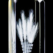 Kłosy - Nagroda, Wyróżnienie dla osoby i firmy w Branży Rolnej Dożynki